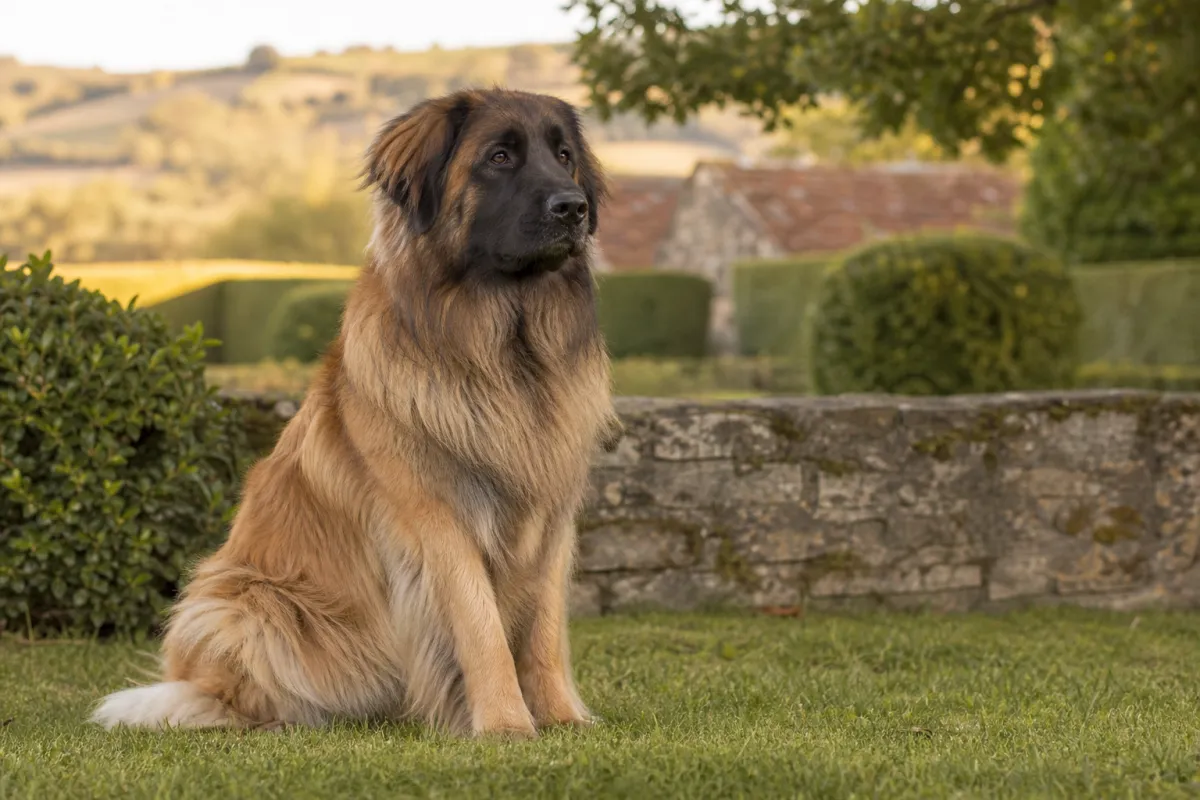 Leonberg adulte calme assis dans un jardin