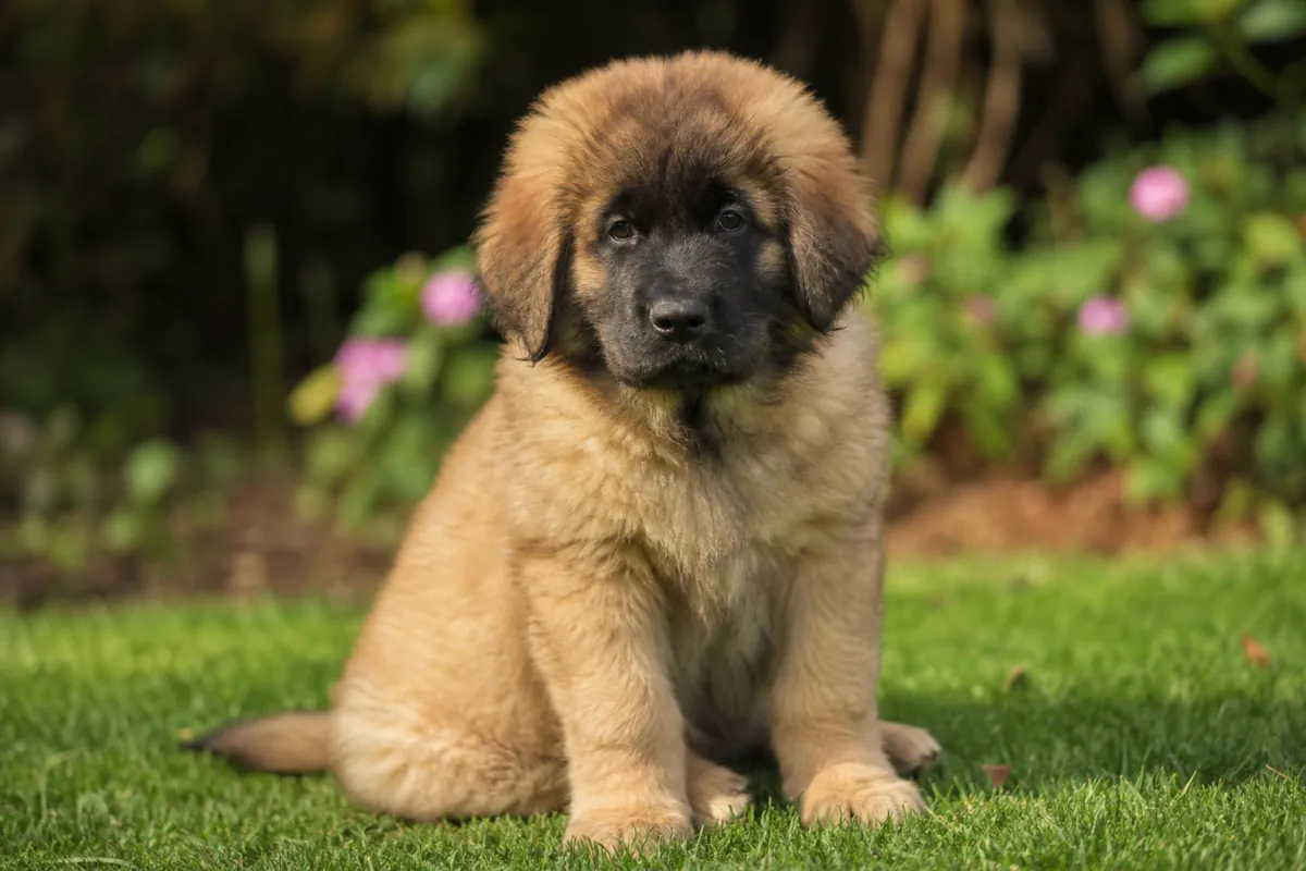 Chiot Leonberg assis dans un jardin fleuri