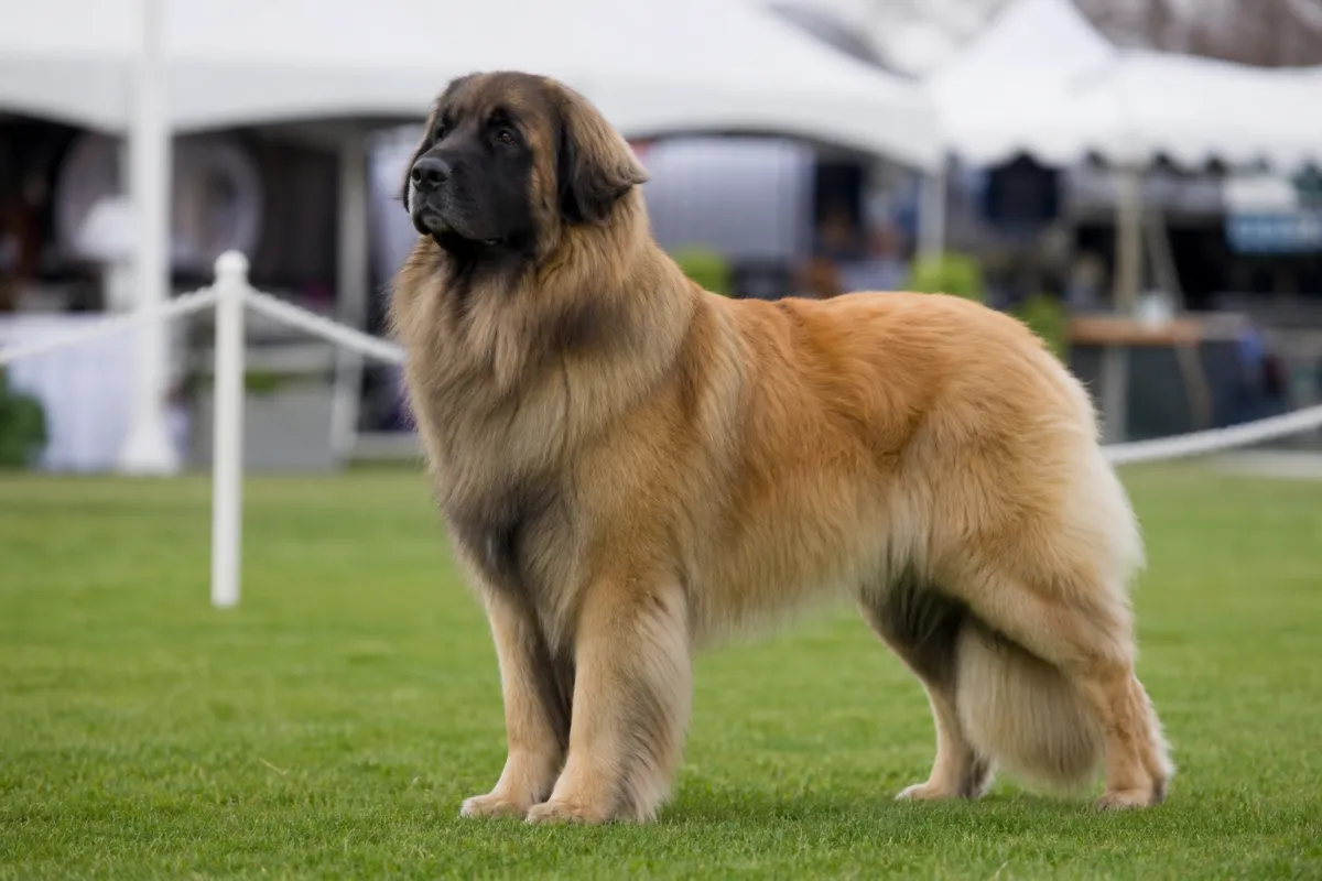 Leonberg présenté lors d'une séance de confirmation en exposition
