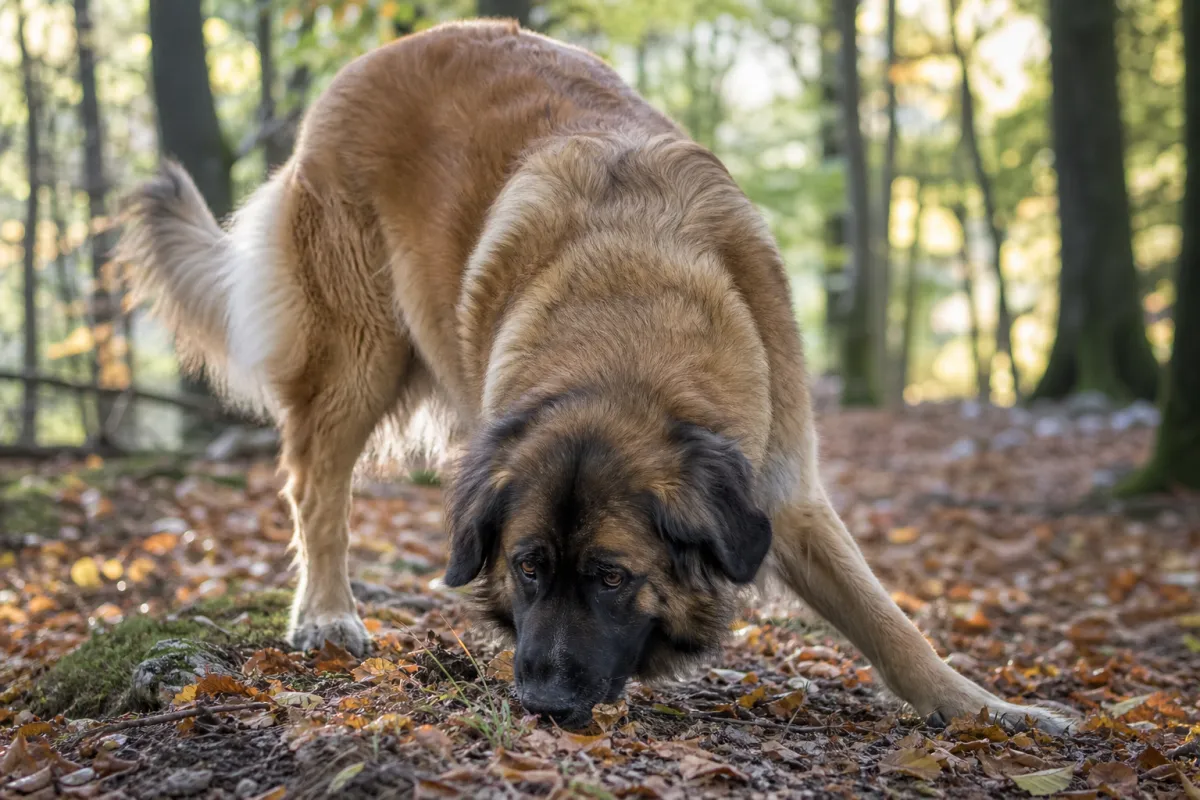 Leonberg reniflant le sol en forêt lors d'une séance de cavage