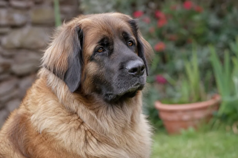 Portrait d'une chienne Leonberg adulte en extérieur