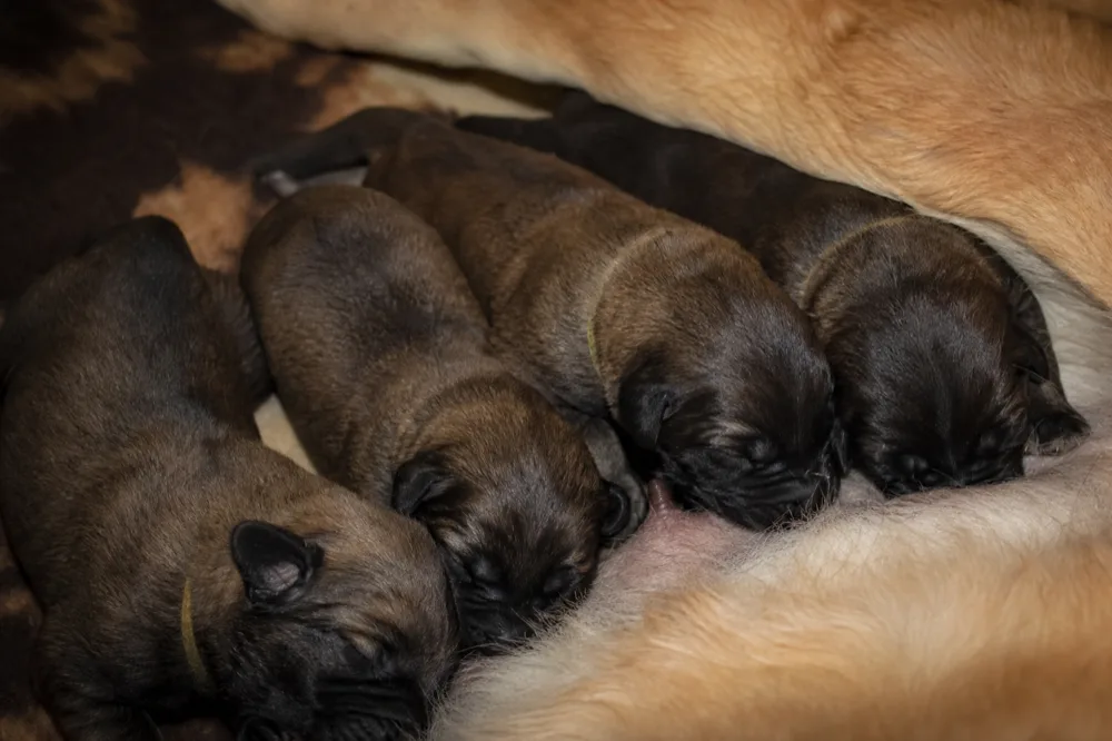 Chiots Leonberg nouveau-nés tétant contre leur mère