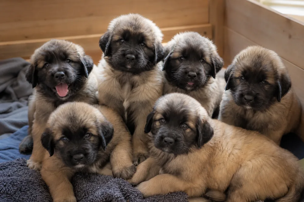 Portée de chiots Leonberg réunis